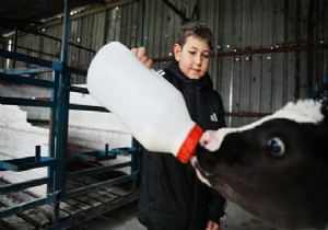 Yapay zeka destekli s�t �iftli�i 