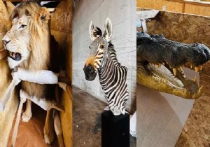 19 yaban hayvan� trofesi ele ge�irildi 